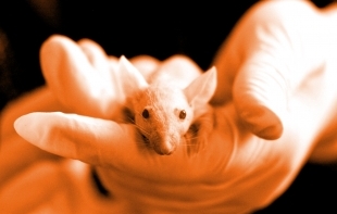 „Органи-върху-чип“ - алтернатива от ново поколение на изпитванията с животни при оценката на риска от тютюневите изделия